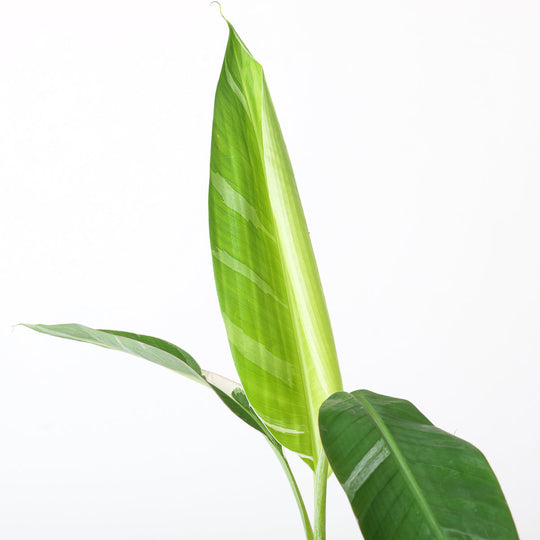Musa Care Guide