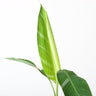 Musa Care Guide