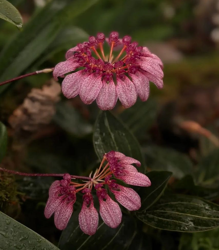 Bulbophyllum Care Guide
