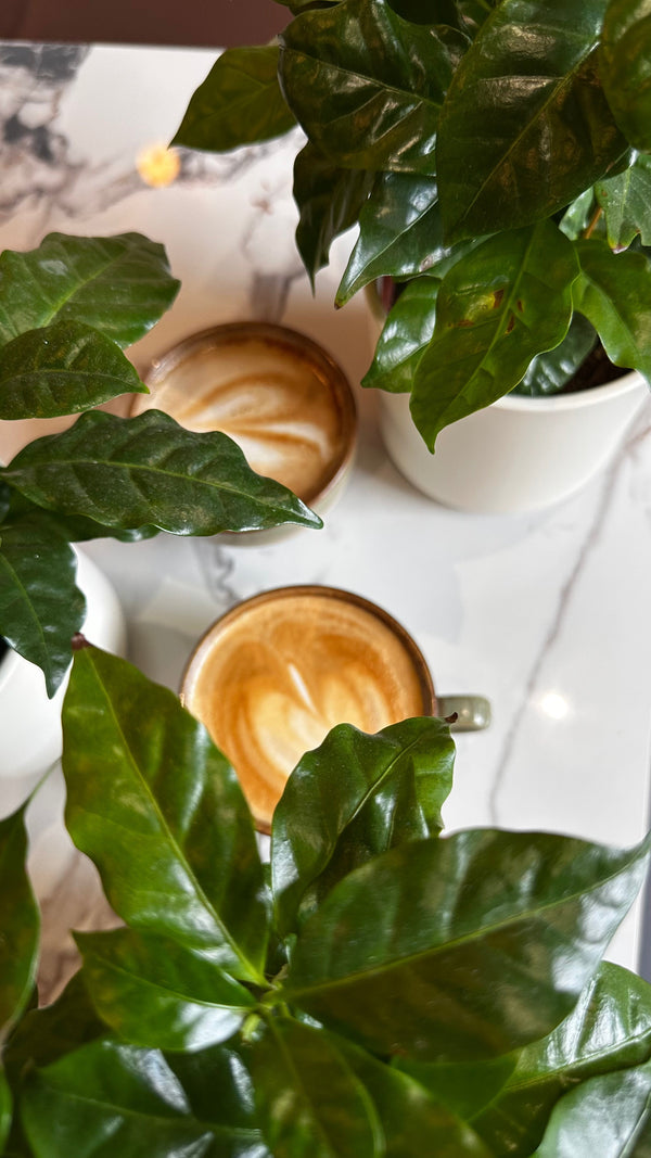 The Best Plants for Restaurants