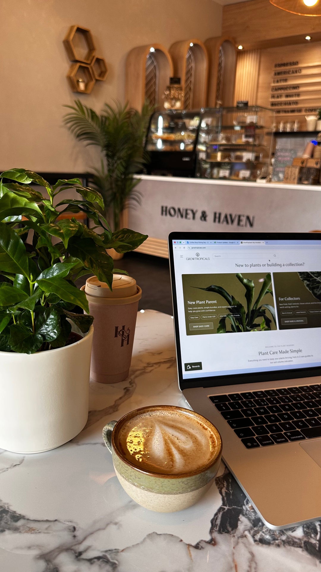 The Best Houseplants for Cafés