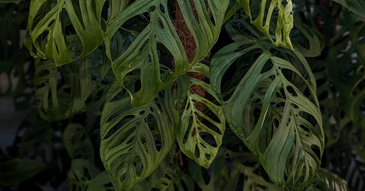 Monstera Care Guide: How to Grow Monstera deliciosa