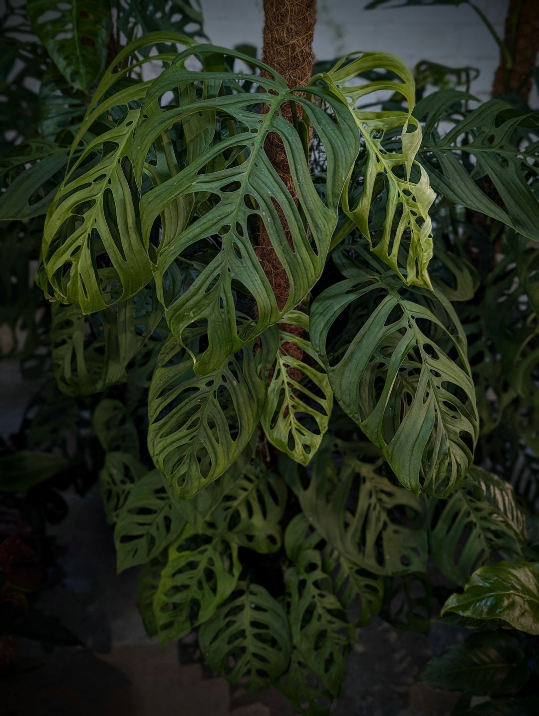 Monstera Care Guide