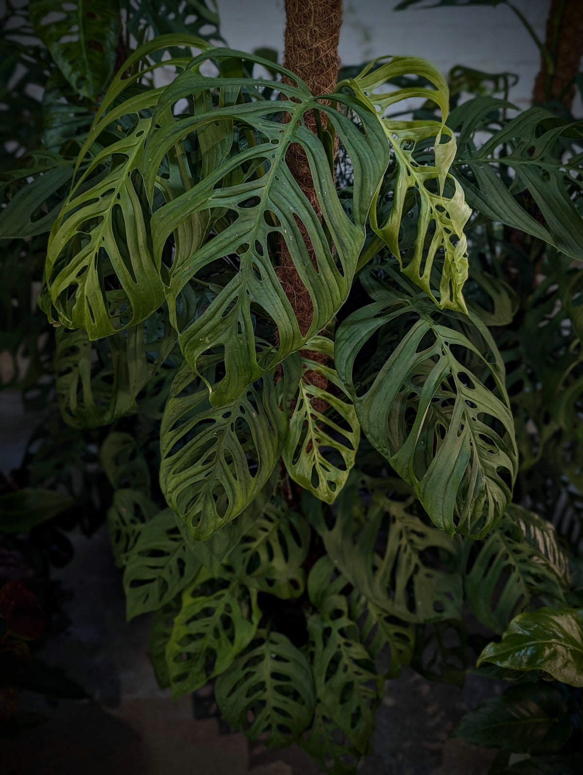 Monstera Care Guide: How to Grow Monstera deliciosa