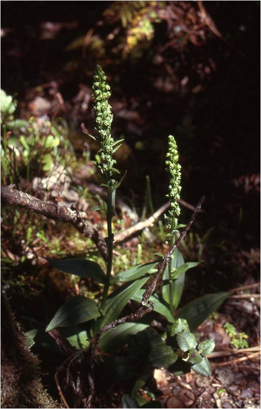 RHS Chelsea 2025: Orchids, Conservation & Global Collaboration