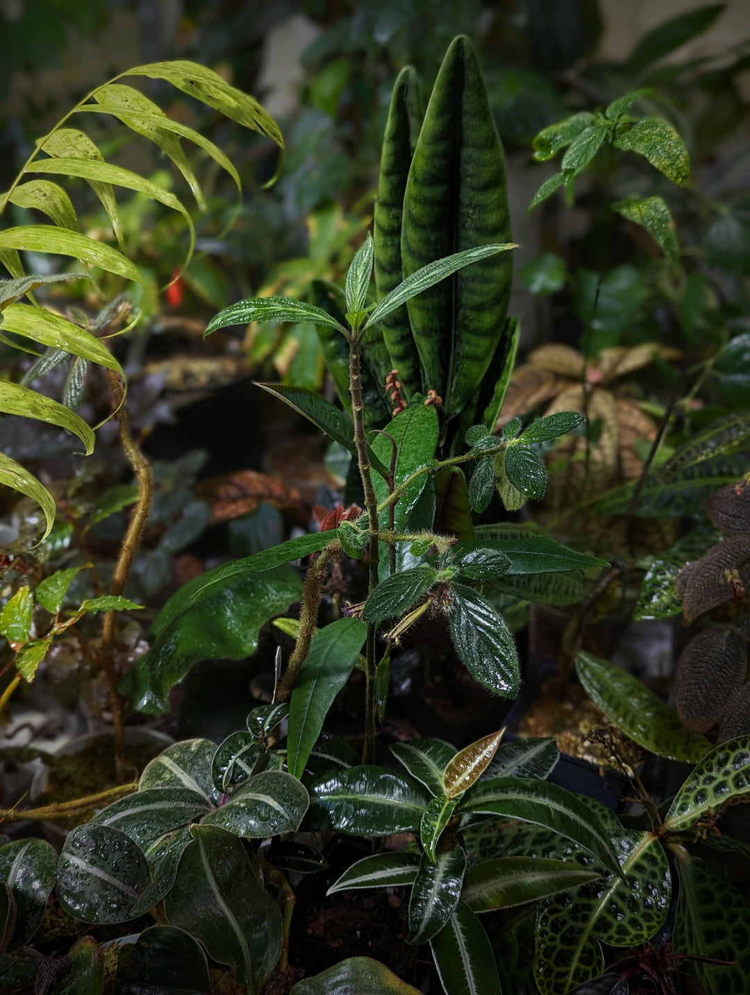 Our Black Friday Rare Houseplant Must-Haves