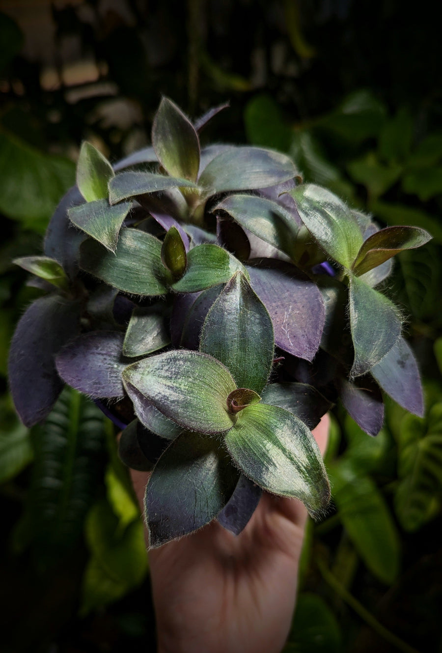 Tradescantia Care Guide