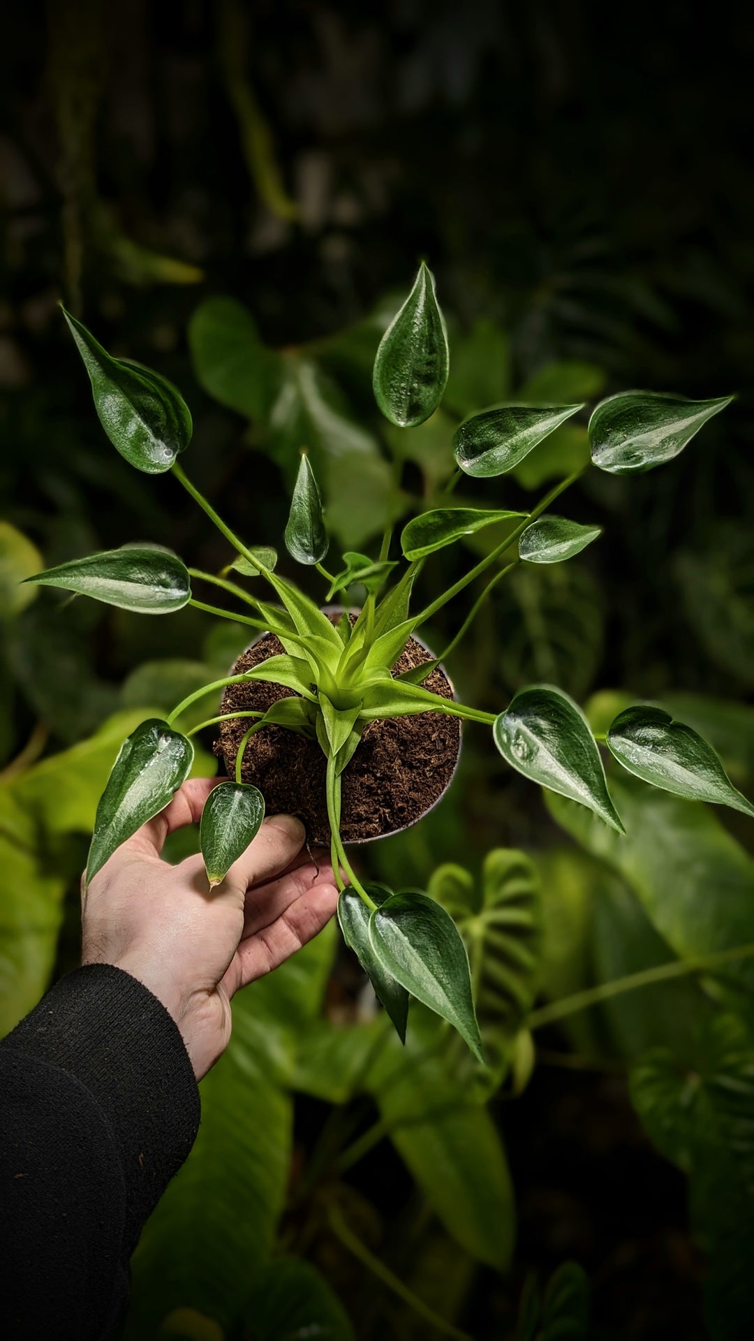 alocasia plant at growtropicals