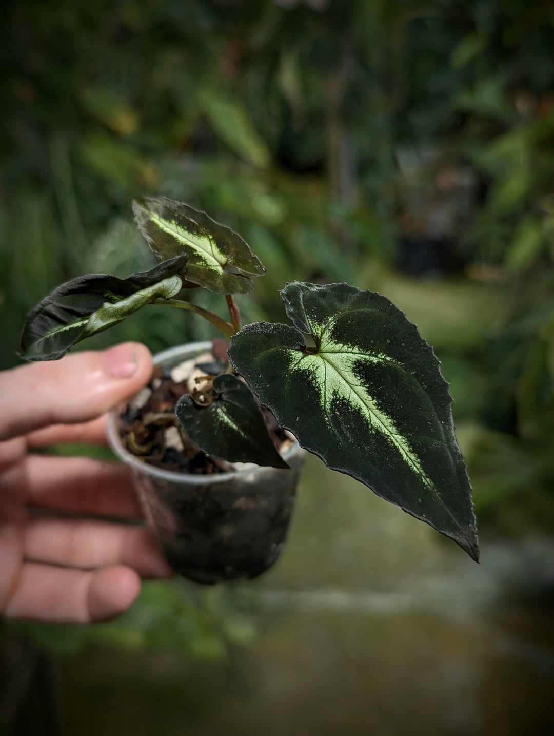 Syngonium Care Guide