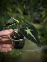 Syngonium Care Guide