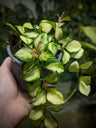 Hoya Care Guide