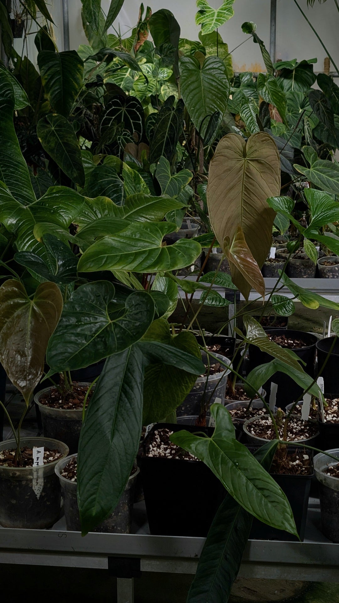 How to Keep Your Tropical Plants Happy While You’re on Holiday