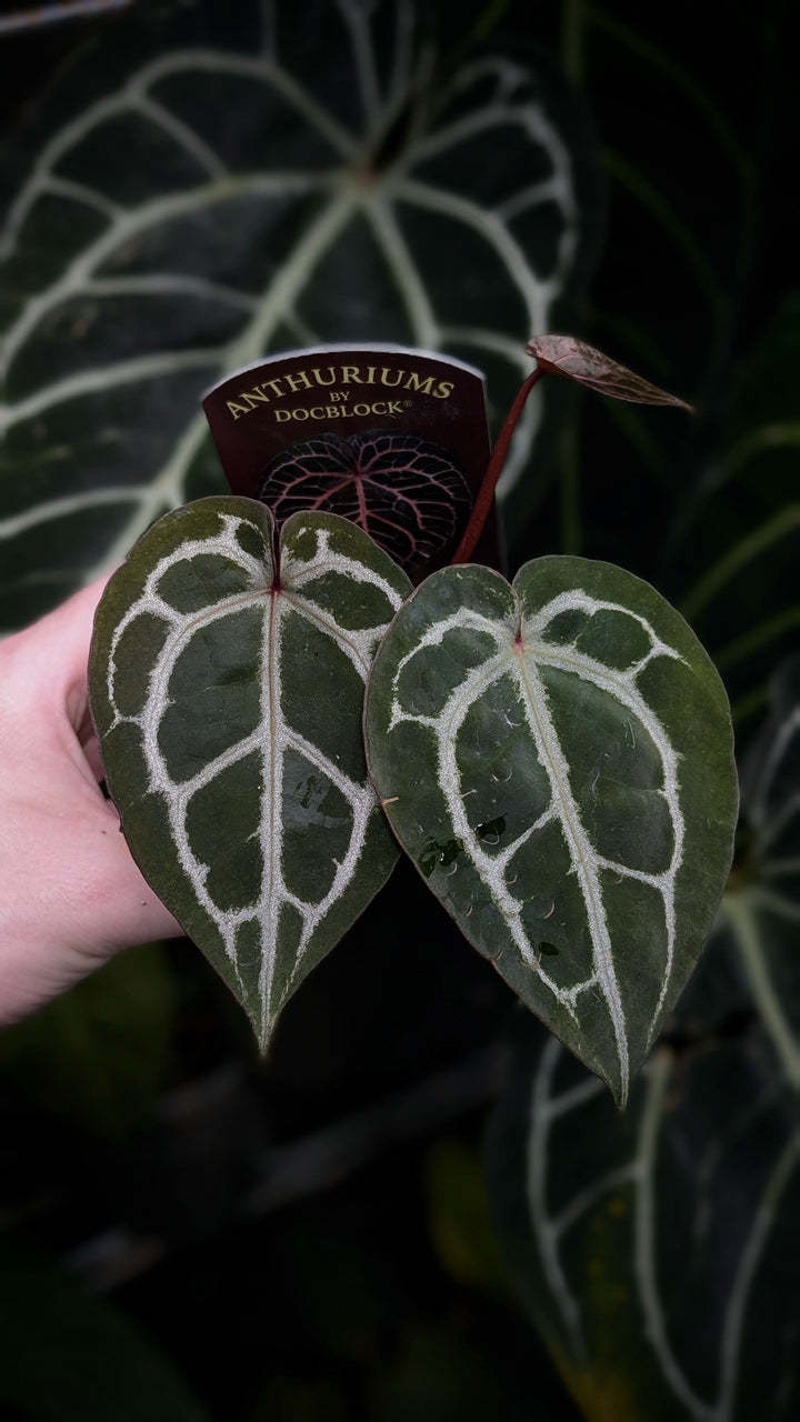 Anthurium Michelle® by DocBlock® has been shortlisted for Plant of the Year 2026 at the RHS Chelsea Flower Show!
