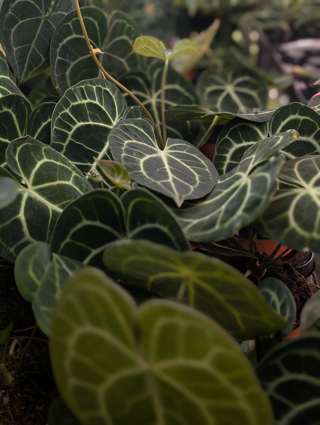 5 Aroid Facts You (Probably) Didn’t Know