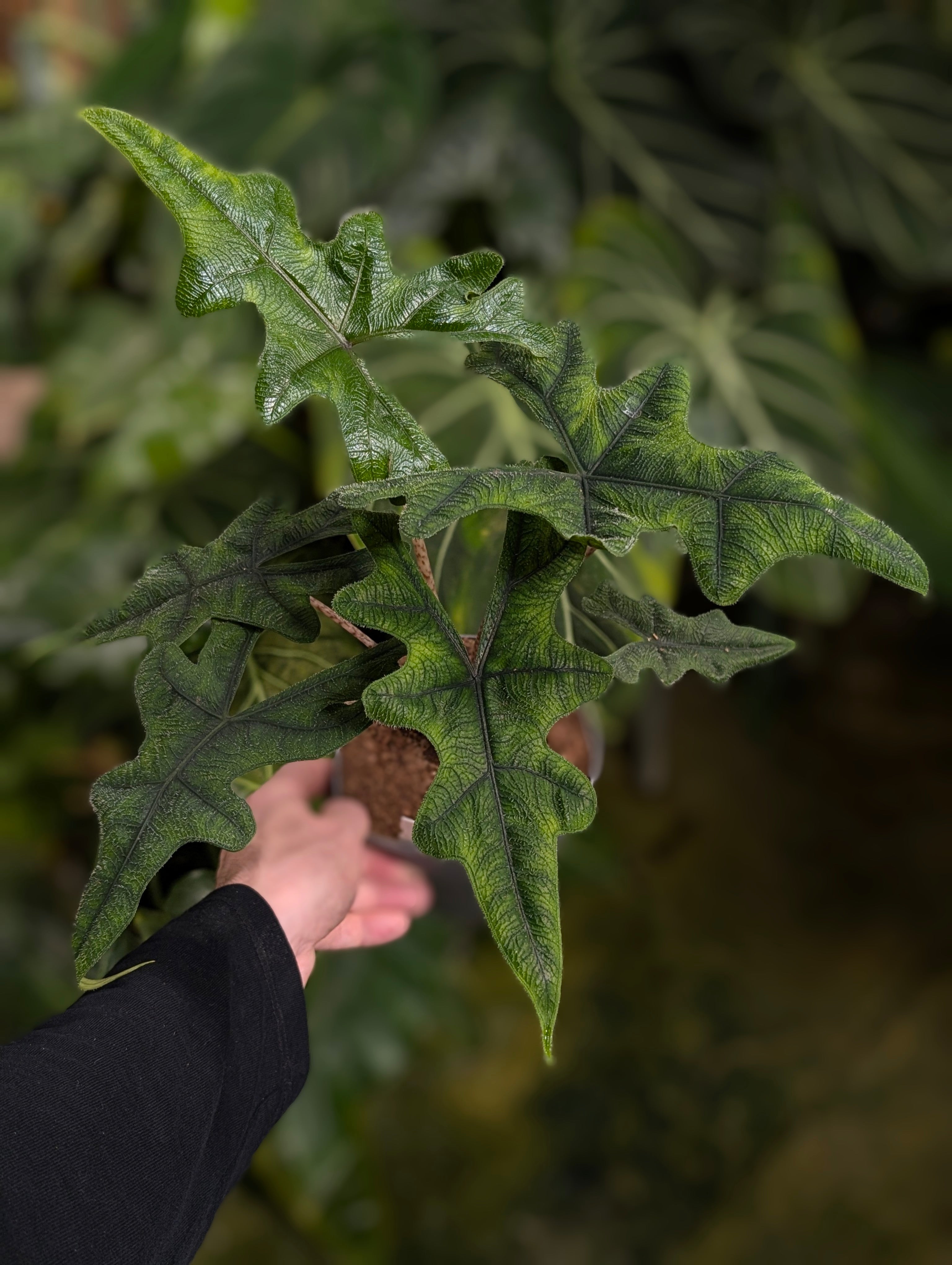 The Complicated History of the Alocasia sp 'Jacklyn'