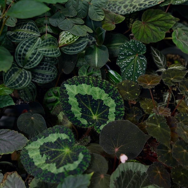 Trending Houseplants for 2026