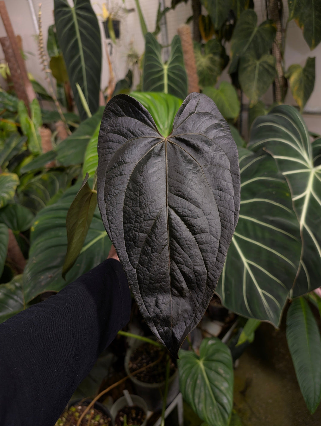 Gothic Houseplants Your Collection Needs 🖤