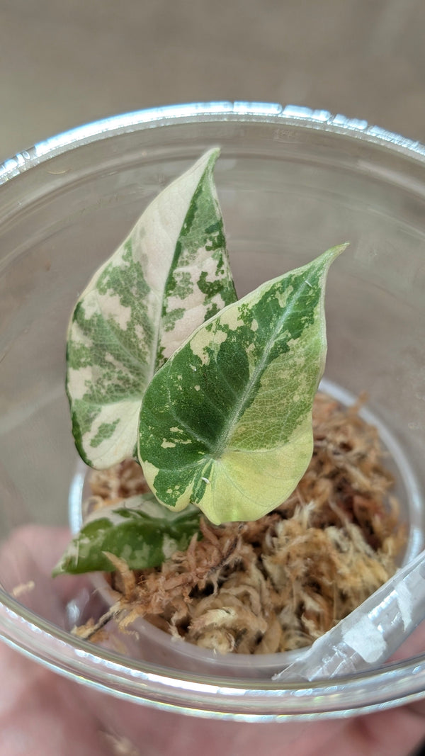 The Ultimate Guide to Tissue Culture Plants