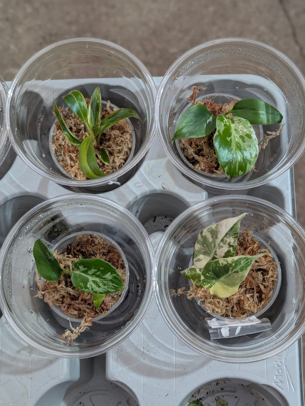 How to Care for Plug Plants