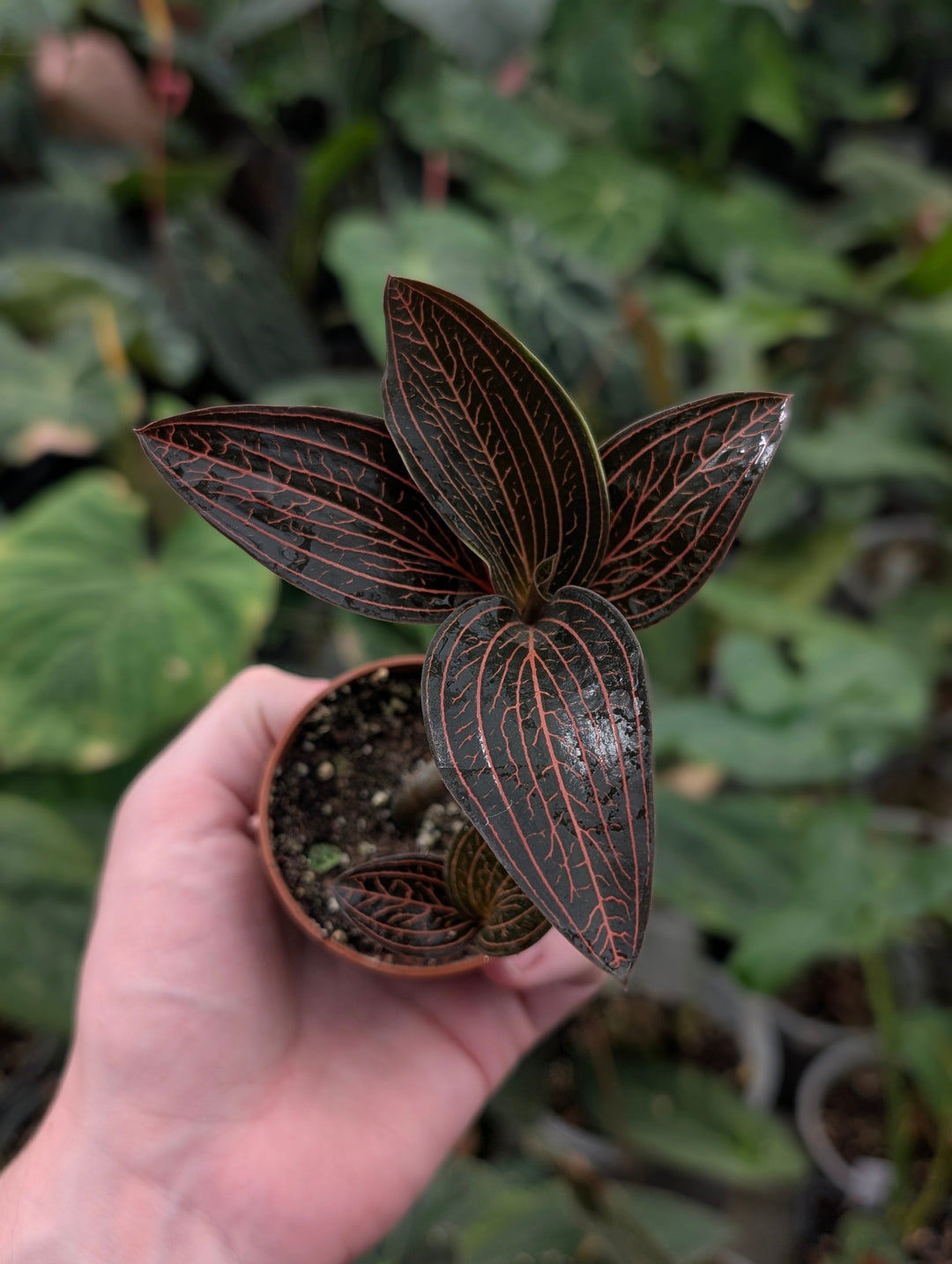 Anoectochilus Care Guide