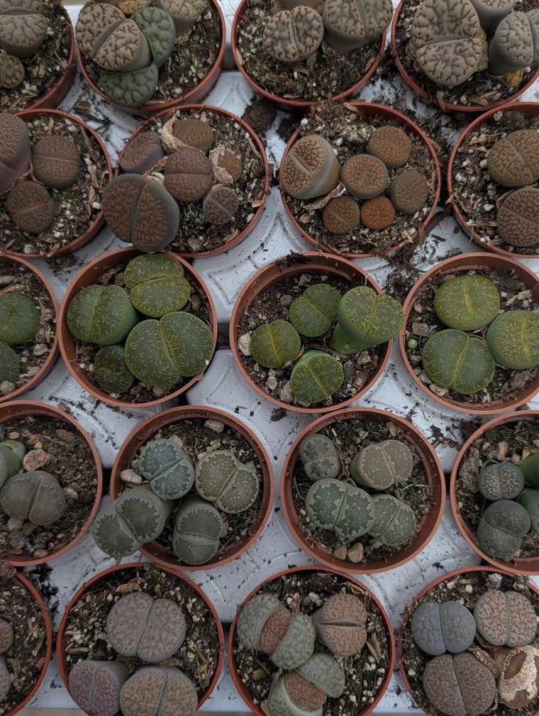 Lithops Care Guide