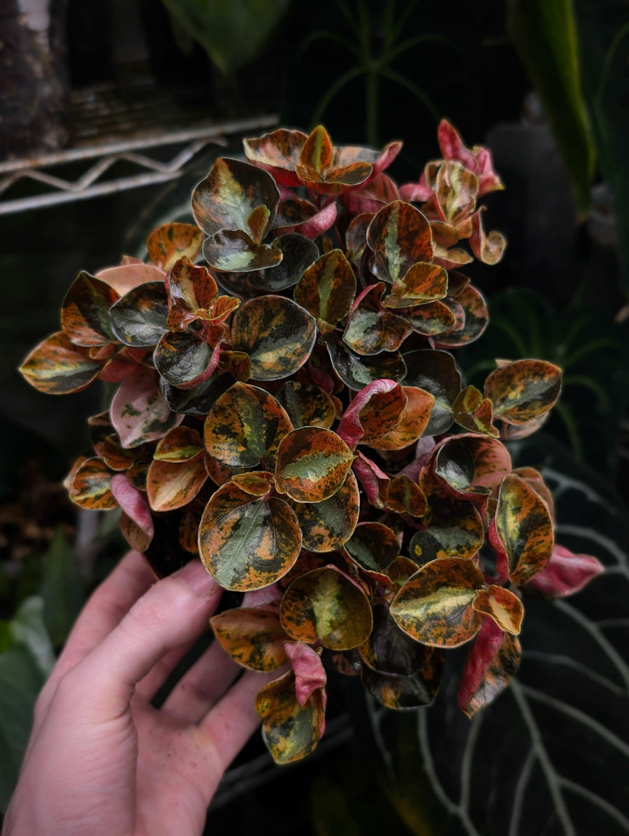 Peperomia Care Guide
