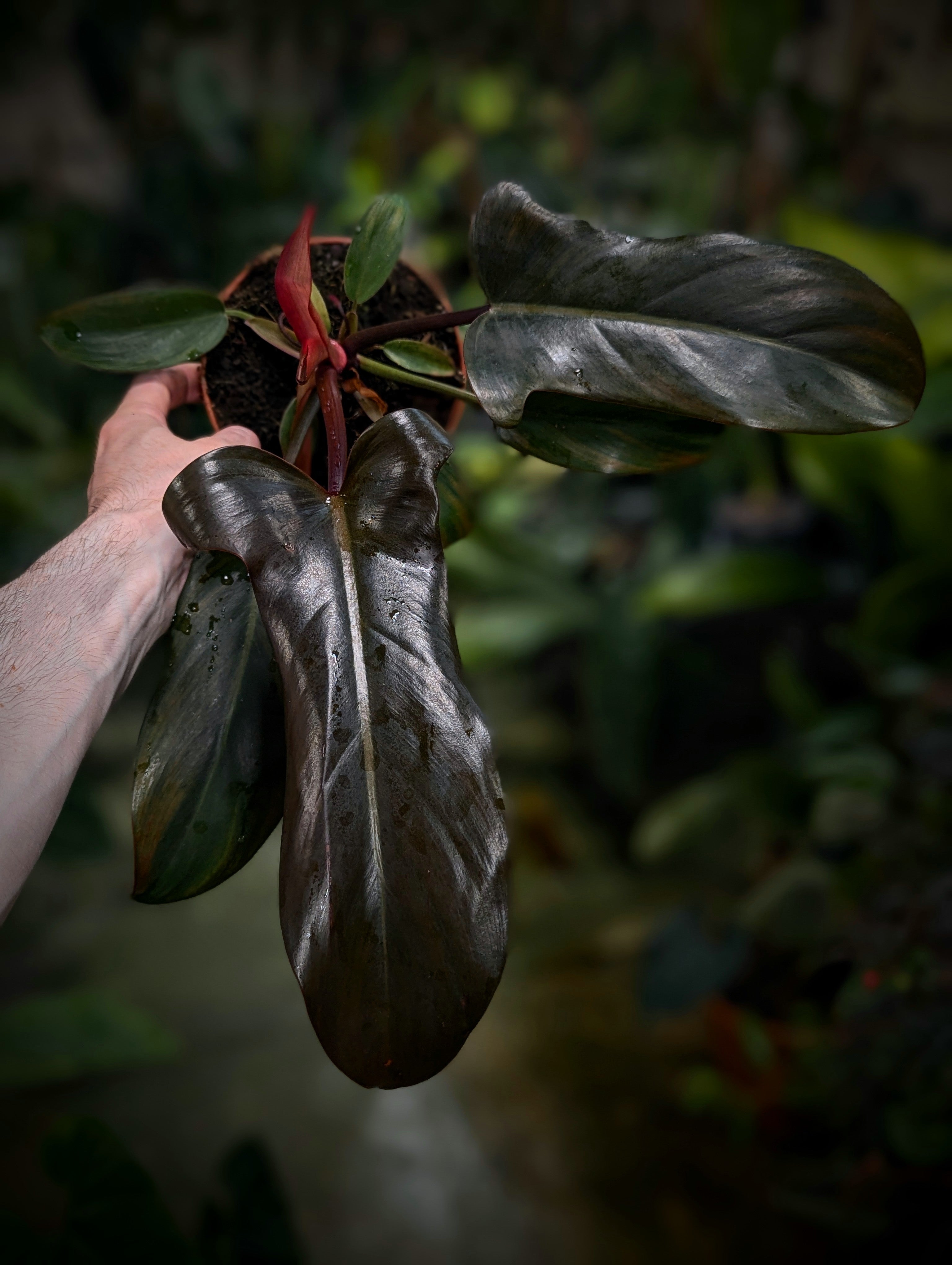 Philodendron_Florida_Bronze_39