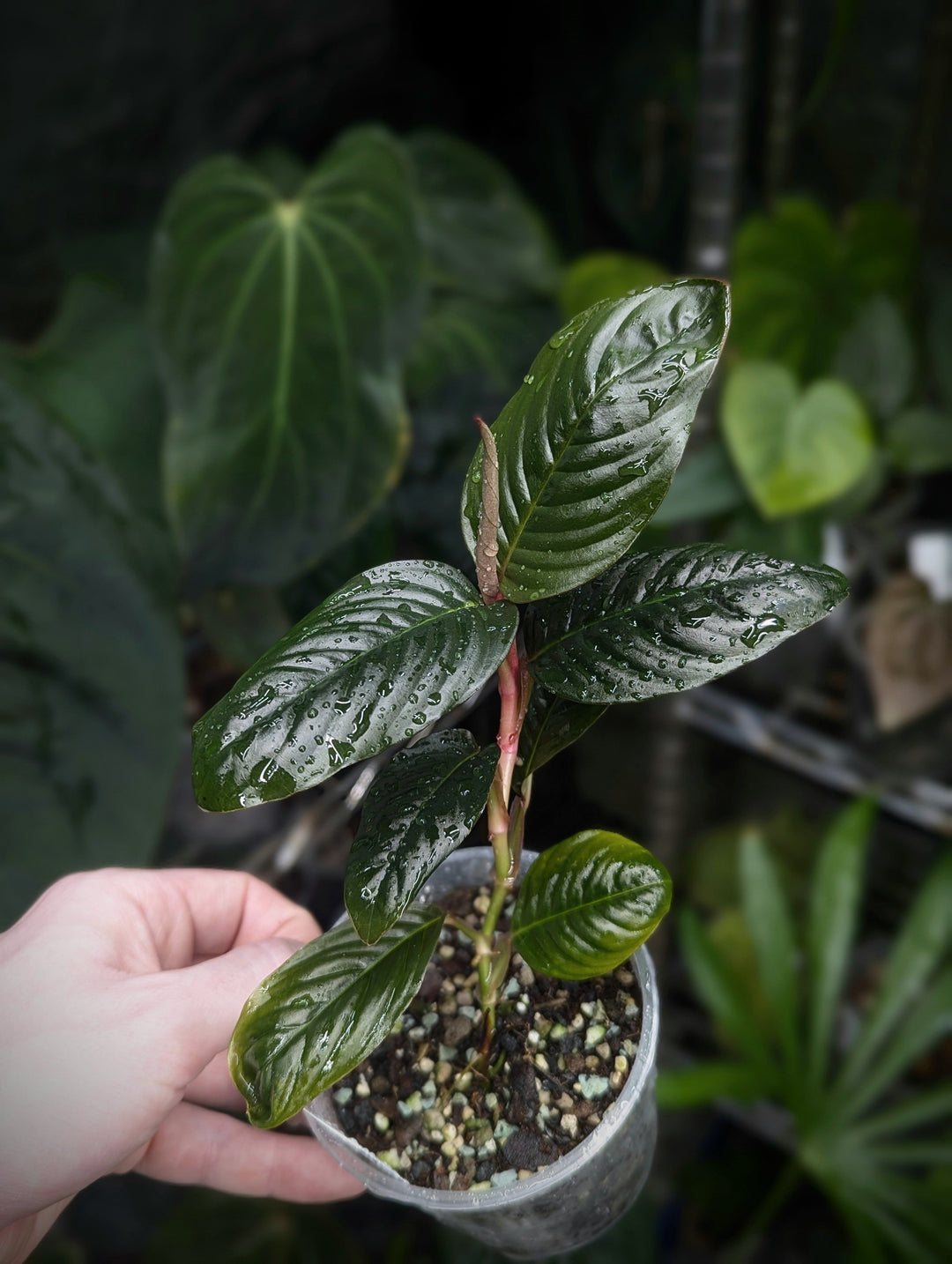 Rhodospatha Care Guide