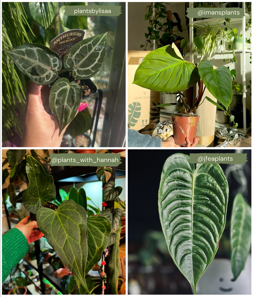 Show Off Your Plants and Win a £50 Voucher!