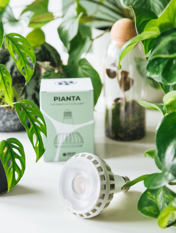 Your Complete Guide to Grow Lights – With Grow Gang!