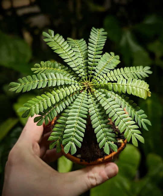 Biophytum Care Guide