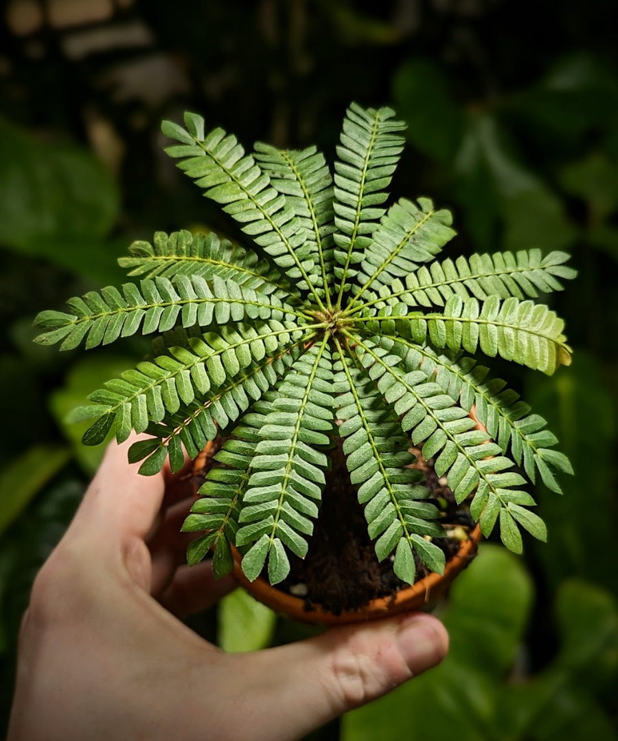 Biophytum Care Guide