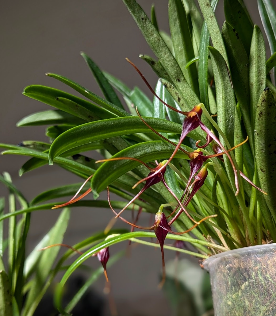 Bulbophyllum Care Guide