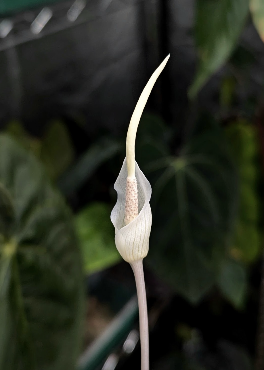Your Spring Houseplant Care Guide: What to Do in April, May & June