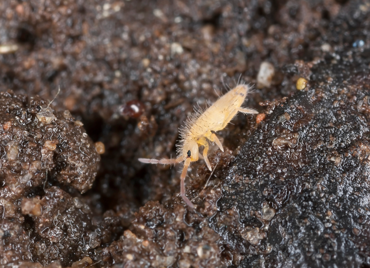Springtails on Your Houseplants? Here's How to Manage Them