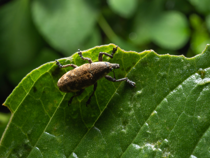 Vine Weevils on Your Houseplants? Here's How to Deal With Them