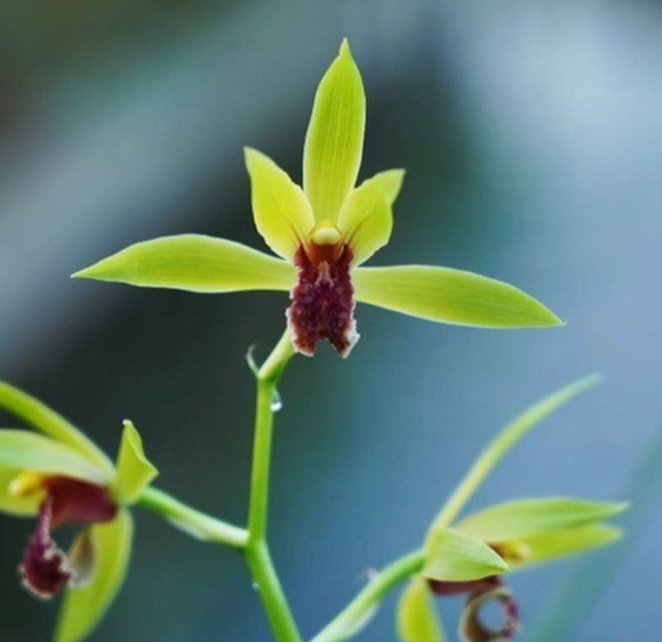 We’re Back at RHS Chelsea Flower Show 2026: The Orchids of China