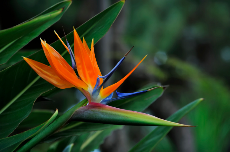 Strelitzia Care Guide | Bird of Paradise