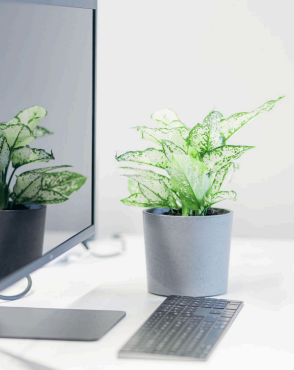 Low Light Office Plants for UK Businesses