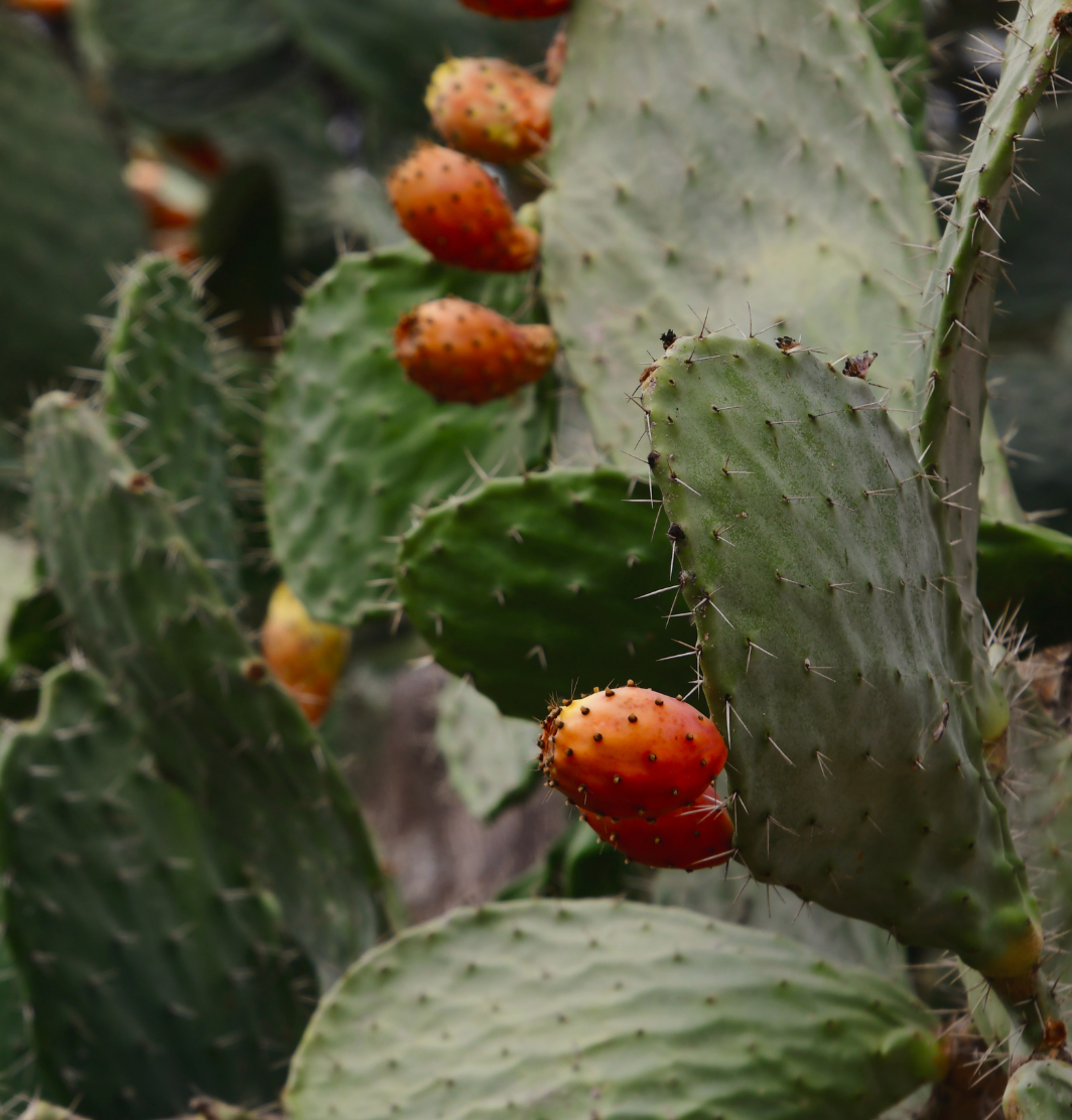 Opuntia Care Guide
