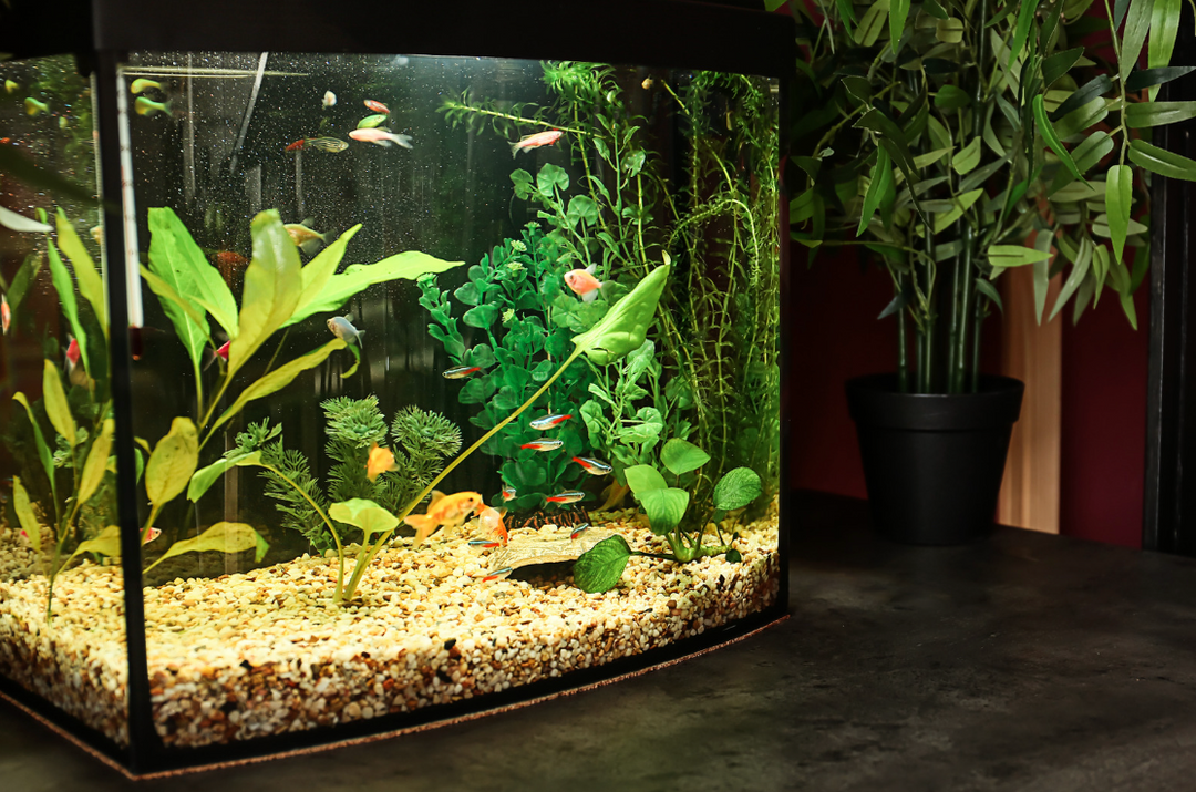 The Best Houseplants to Grow on Top of an Aquarium