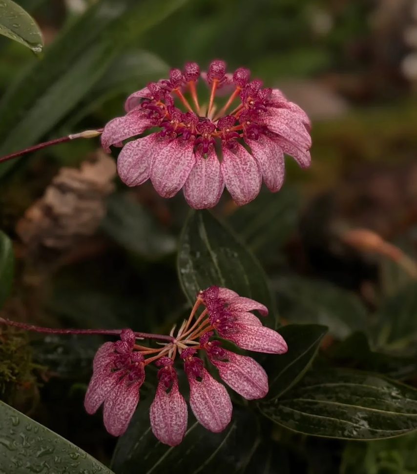 Rare & Unusual Orchids You Need to Grow!