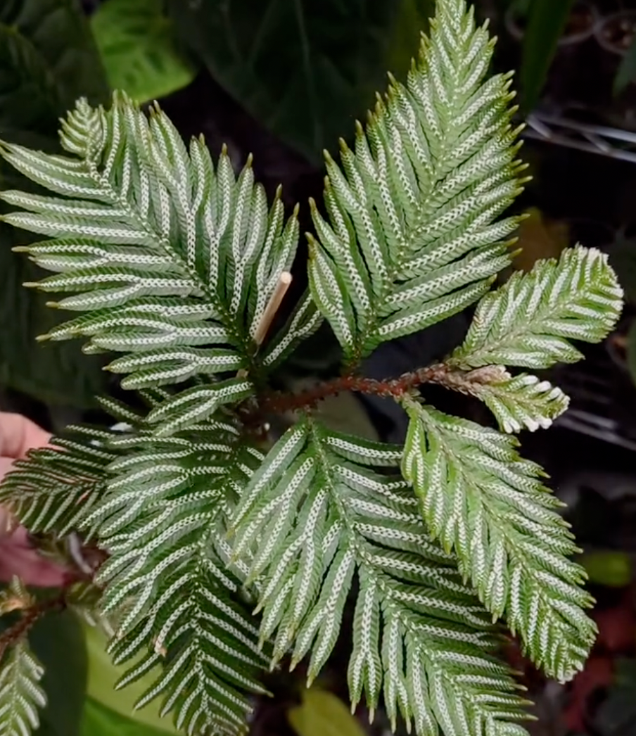 Selaginella Care Guide