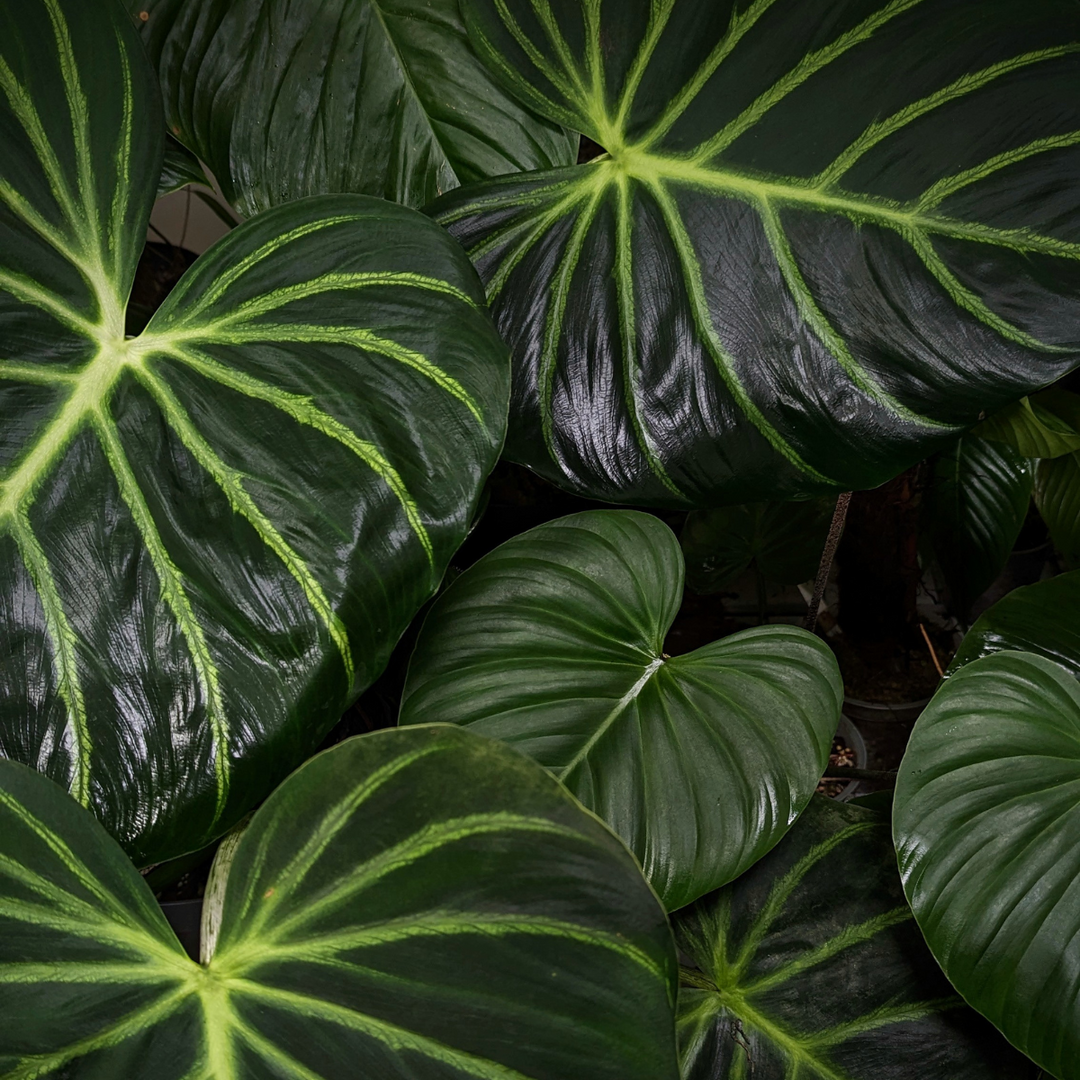 Plant Care 101: Your Complete Guide to Houseplant Food and Nutrients