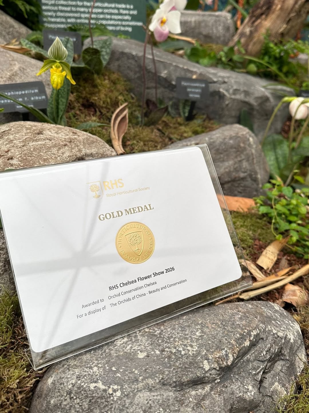 We Won Gold at RHS Chelsea Flower Show 2026!