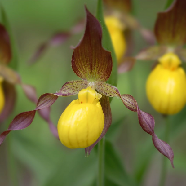 Introducing ‘Orchids in The Wild - The Beauty of Nature' at the RHS Chelsea Flower Show 2024