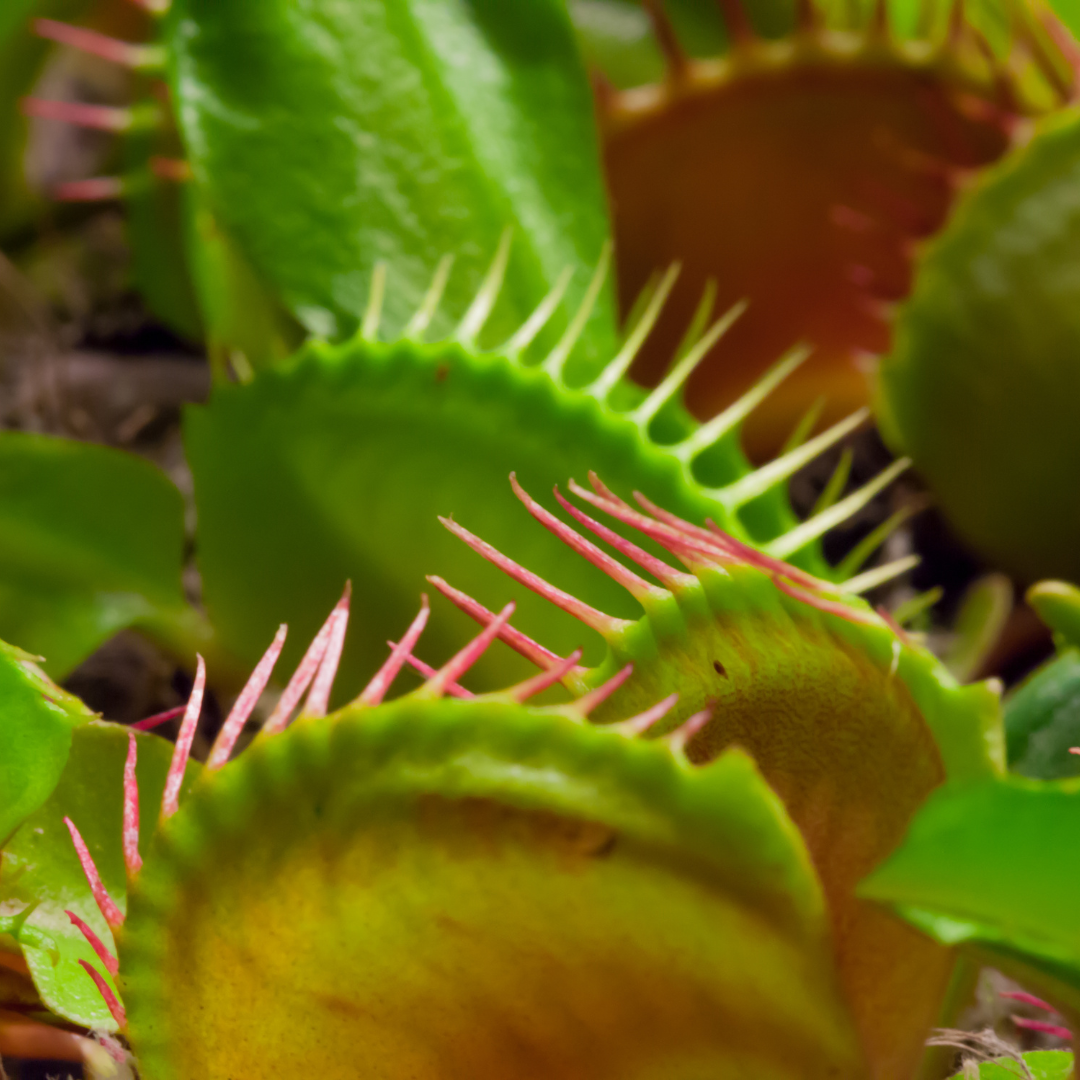 Venus Fly Trap Care Guide