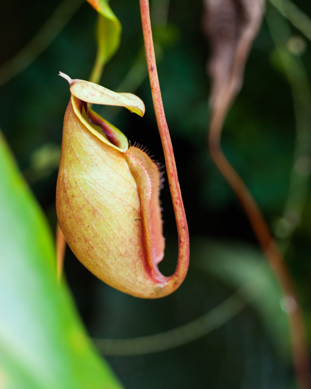 Single Nepenthes pitcher hanging from a tendril, plump green trap with a red-rimmed mouth