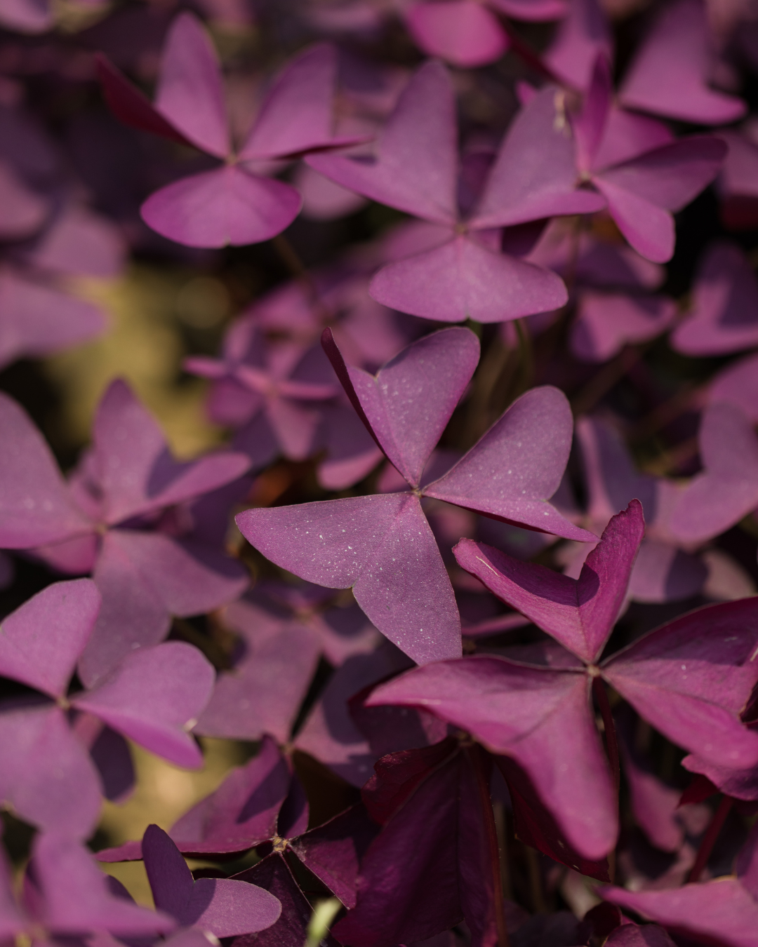 Oxalis Care Guide