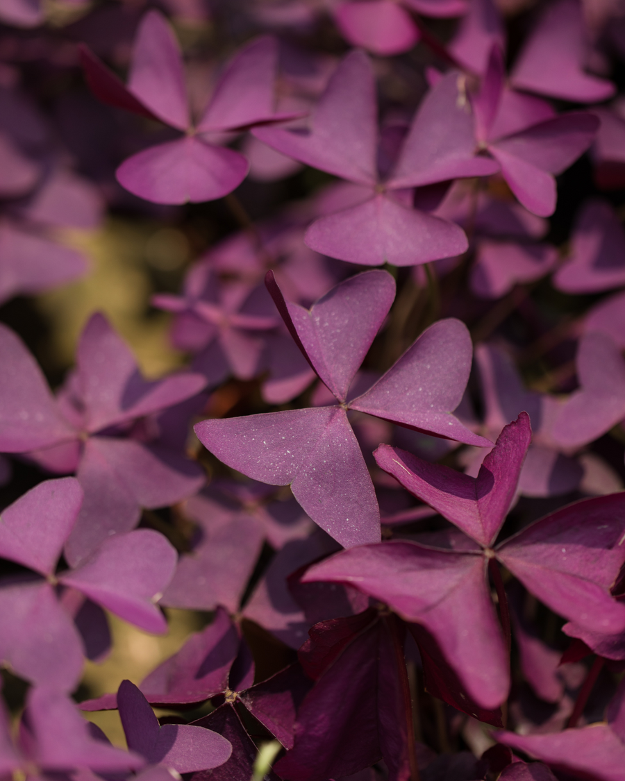 Oxalis Care Guide